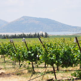 Weingut im Golan